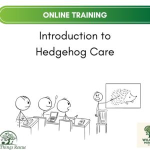 Introduction to Hedgehog Care