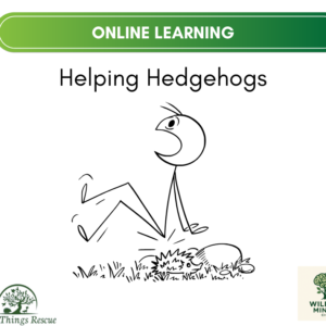 Helping Hedgehogs