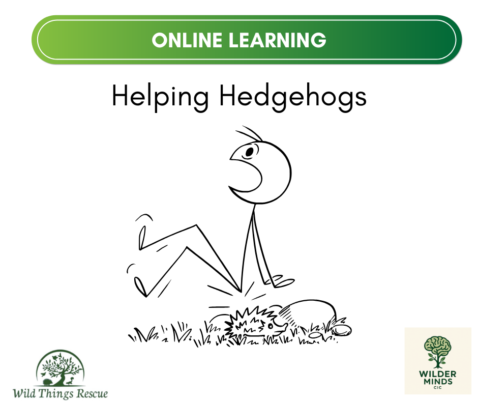 Helping Hedgehogs