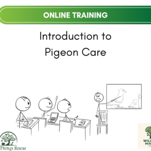 Introduction to Pigeon Care