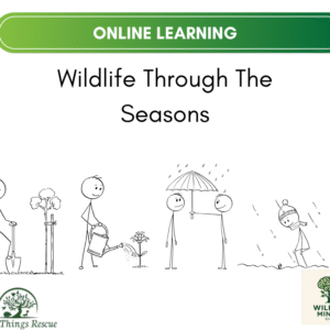 Wildlife Through The Seasons